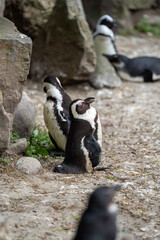 zbliżenie, mały czarno biały pingwin, wybieg w zoo © Arkadiusz