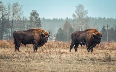 Cercles muraux Bison european bison 