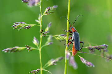 Cantharis rustica - Cantharis Beetle - Téléphore moine - Cantharide rustique
