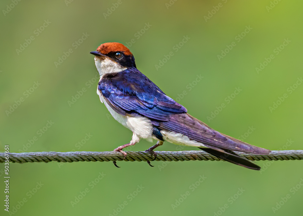 Sticker Wire Tail Swallow shouldered Shot while sitting on a wire