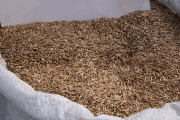 Carrot seeds with a large container. Seedlings in a bag at the market. Grains for planting in open ground