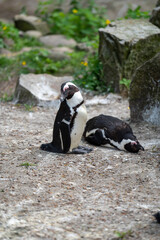 zbliżenie, mały czarno biały pingwin, wybieg w zoo © Arkadiusz