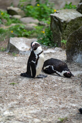 zbliżenie, mały czarno biały pingwin, wybieg w zoo © Arkadiusz