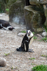 zbliżenie, mały czarno biały pingwin, wybieg w zoo © Arkadiusz