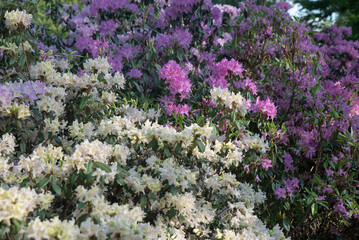 kwitnące rododendrony różnokolorowe - obrazy, fototapety, plakaty