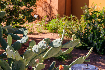 Prickly pear cactus (Opuntia ficus-indica) in a garden