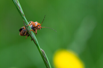 Cantharis livida - Téléphore livide