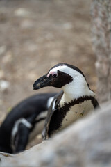 zbliżenie, mały czarno biały pingwin, wybieg w zoo © Arkadiusz