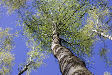 Fototapeta premium birch trees in the forest with first young green leaves