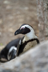 zbliżenie, mały czarno biały pingwin, wybieg w zoo © Arkadiusz