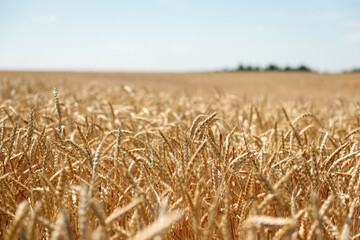 Spikelet of grain close up on the field on sky background