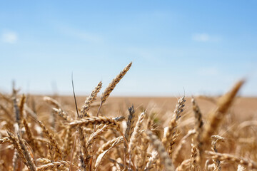Spikelet of grain close up on the field on sky background