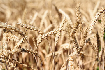 Spikelet of grain close up on the field on sky background