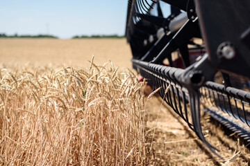 Reaper harvester harvests on the field close up. Combine harvester collects grain close up.
