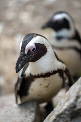 zbliżenie, mały czarno biały pingwin, wybieg w zoo © Arkadiusz