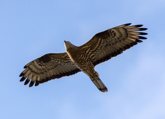 Falco pecchiaiolo (Pernis apivorus)