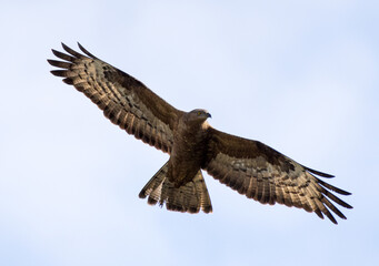 Falco pecchiaiolo (Pernis apivorus)