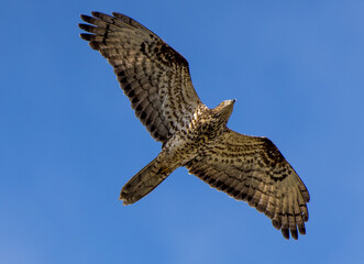 Falco pecchiaiolo (Pernis apivorus)