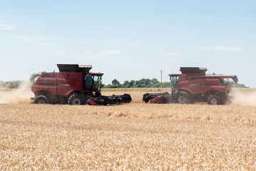 Combines harvest grain in the field, fence view. Red harvesters harvest wheat.