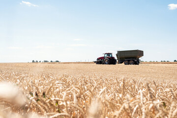 Spikelet of grain close up on the field on a background of tractor and sky.