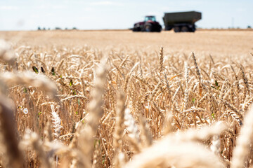 Spikelet of grain close up on the field on a background of tractor and sky.