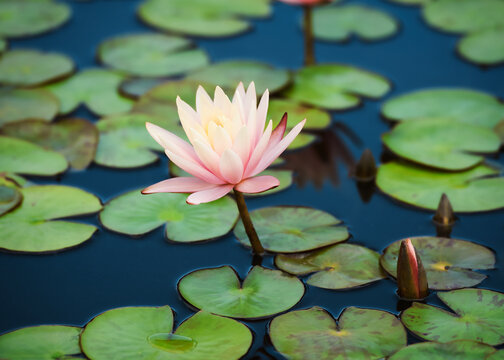 Water lily lotus flower in pond green leaves.