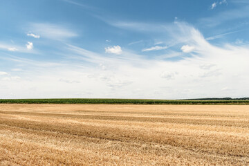 Big yellow field after harvesting. Mowed wheat fields under beautiful blue sky and clouds at summer sunny day. 