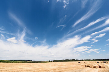 Big yellow field after harvesting. Mowed wheat fields under beautiful blue sky and clouds at summer sunny day. 