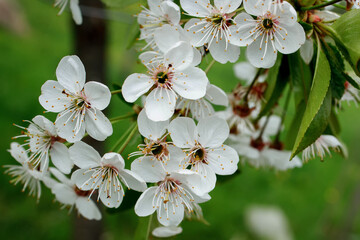 White blossom on the tree blooming in the early spring, backgroung blured. High quality photo