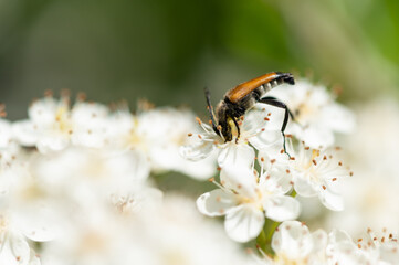 Stictoleptura fulva - Fulvous Longhorn - Lepture fauve