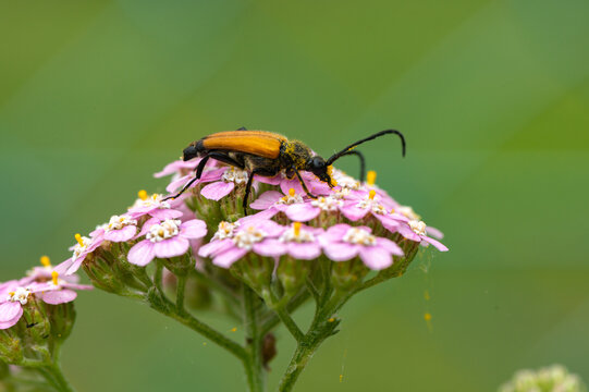 Stictoleptura fulva - Fulvous Longhorn - Lepture fauve