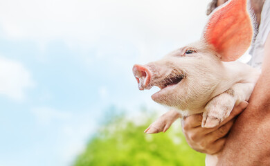 Happy piglet smiles in the arms of a man, on a blue sky background . Summer time.