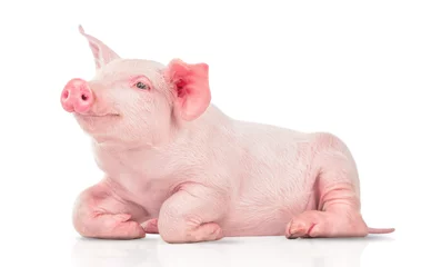 Fotobehang young pig isolated on white background. © The Len