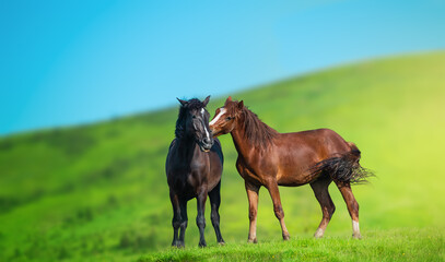 Two horses in the Carpathian mountains, Ukraine, Europe. Beauty of nature concept background.