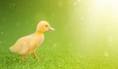 Three yellow cute duckling on green grass.