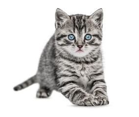 Funny Kitten looking at camera, isolated on white background