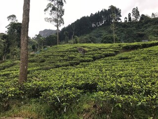 Fototapeta na wymiar tea plantations in sri lanka. High quality photo
