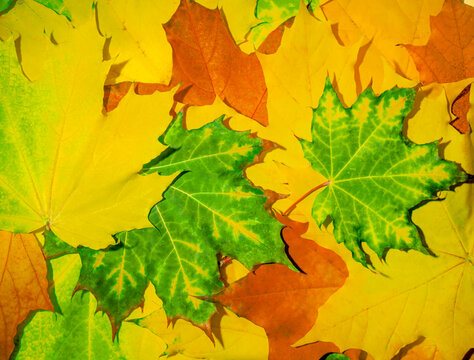 Colorful background of maple leaves. Bright green, red, yellow maple leaves. Abstract autumn landscape