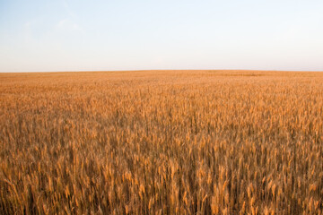 Golden wheat field at sunrise early in the morning with beautiful horizon and blue sky in...
