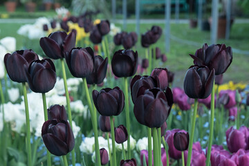 czarne tulipany - obrazy, fototapety, plakaty