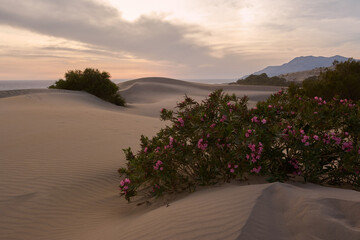 Beautiful small tree of nerium or oleander in Patara Sand Dunes,Turkey