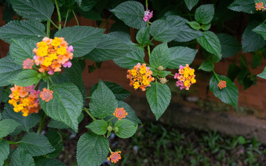 Jardin Rosas Flor Plantas