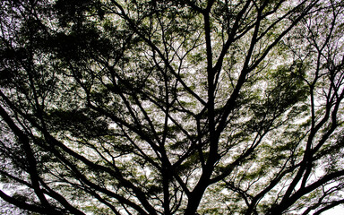 Jardin Rosas Flor Plantas