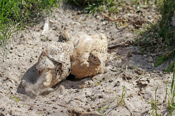 laying quails in species-appropriate husbandry take a sand bath for feather care