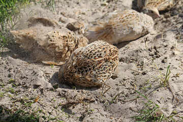 laying quails in species-appropriate husbandry take a sand bath for feather care