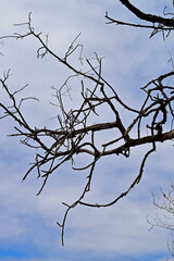 Dead tree branches and cloudy sky