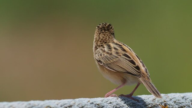 Zitting Cisticola - Cisticola juncidis also streaked fantail warbler, Old World warbler breeding in Europe, Africa and Asia down to northern Australia, small bird found in grasslands.