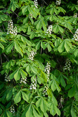 Fototapeta zbliżenie na młode zielone liście oraz białe kwitnące kwiaty kasztanowca, kasztan, kasztanowiec obraz