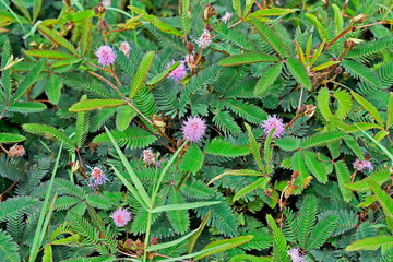 Sensitive plant or sleepy plant flowers (Mimosa pudica)