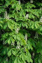zbliżenie na młode zielone liście oraz białe kwitnące kwiaty kasztanowca, kasztan, kasztanowiec
